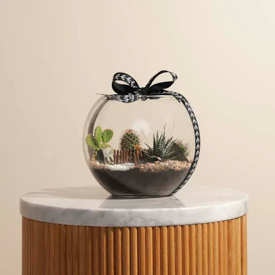 Delightful Mini Desert | Open Terrarium