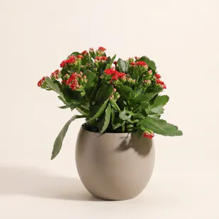 Red Lovely Kalanchoe Red Lovely Kalanchoe