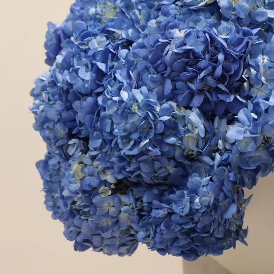 Stunning Blue Hydrangea Box | 15 Flowers