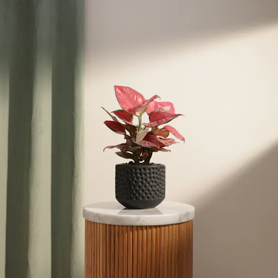 Aglaonema Red Joy Plant