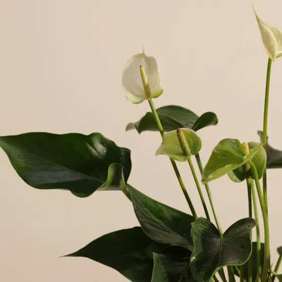 Elegant White Anthurium Plant