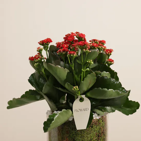 Distinctive Red Kalanchoe Plant