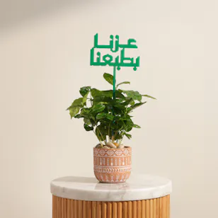 نبات قهوة أرابيكا راسخة بالعز نبات قهوة أرابيكا راسخة بالعز