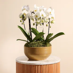 The Royal White Orchid 