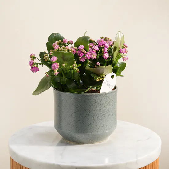 Beauty Pink Kalanchoe Plant