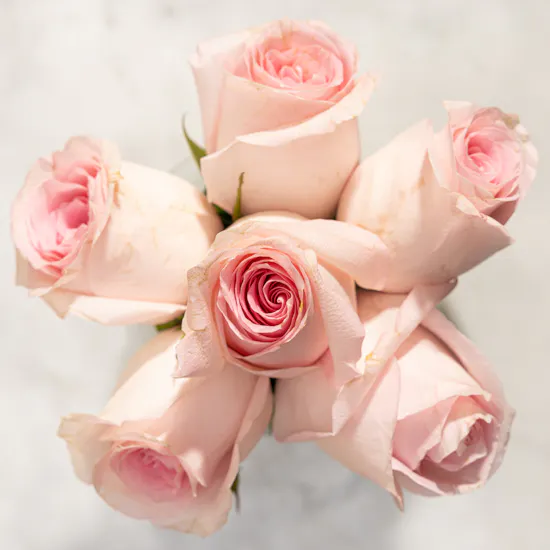 The Light Pink Rose Vase