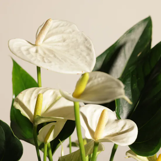 Fancy White Anthurium Plant