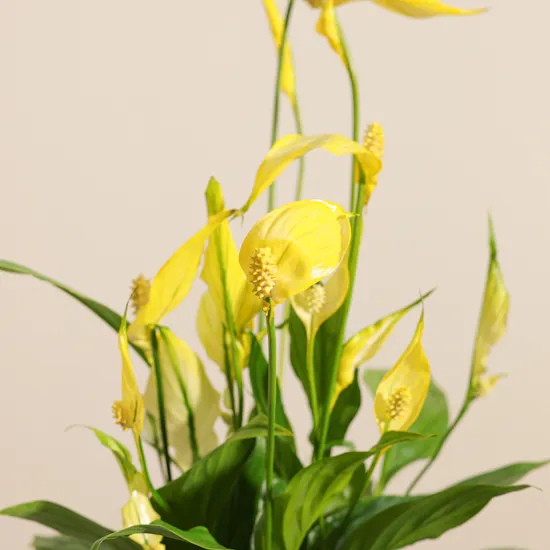 Elegant Yellow Spathiphyllum Plant