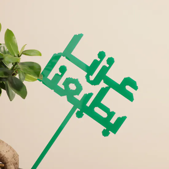 نبات فيكس جينسينغ بروح العز