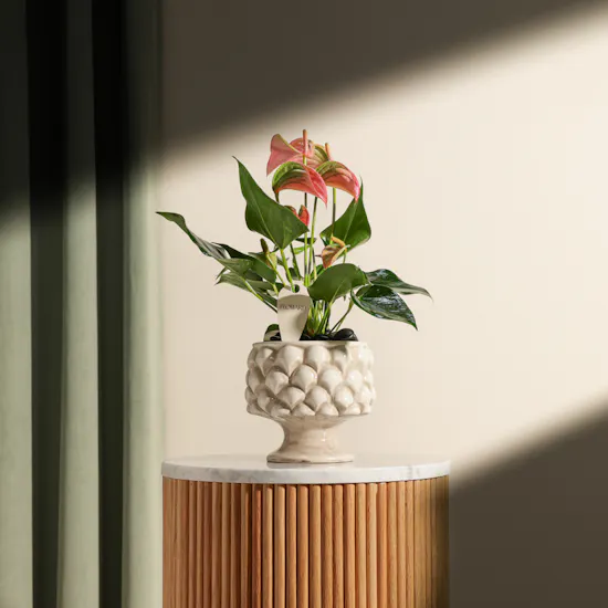 Unique Pink Anthurium Plant Vase