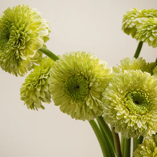 Garden Veil Gerbera Vase