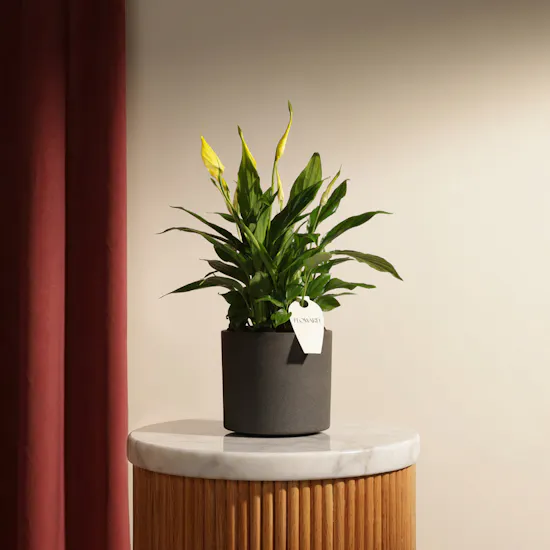 Elegant Yellow Spathiphyllum Plants