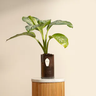 Dieffenbachia Tropic Plant Pot