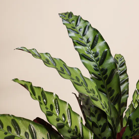 Calathea Lancifolia