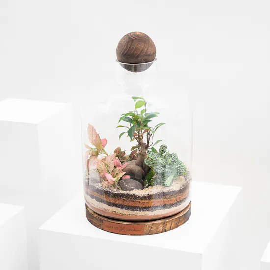 Ficus Bonsai Garden | Closed Terrarium