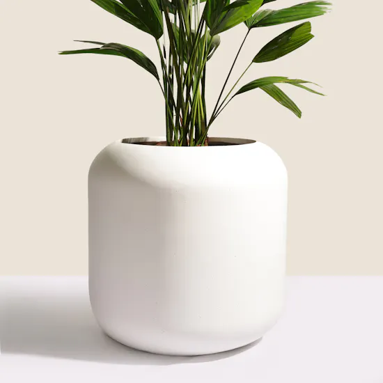 Charming Palms Livistona Chinensis Plant