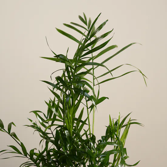 Stunning Small Chamaedorea Plant