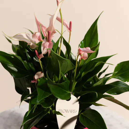 Cute Pink Anthurium Plant