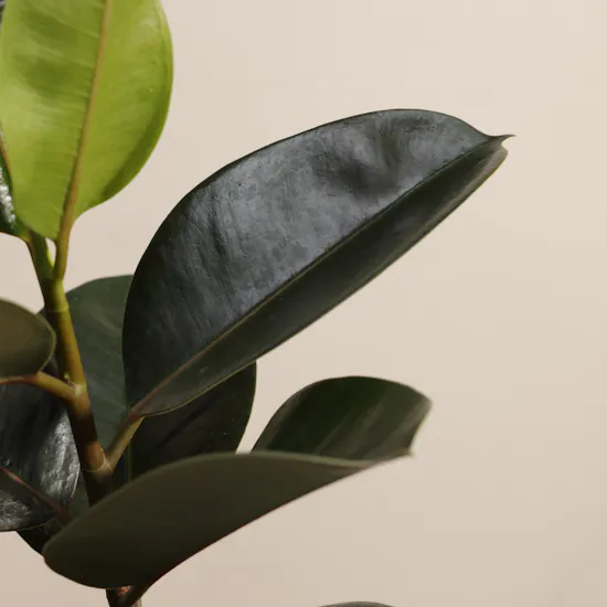 Quite Ficus Elastica Plant