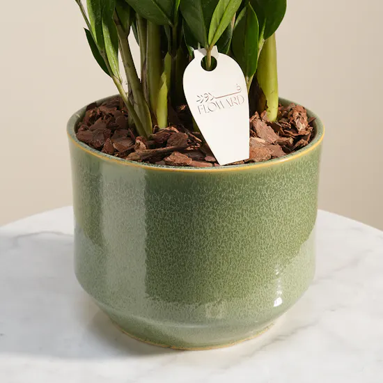 Classy Green Zamia Plant
