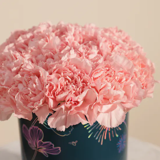 Soft Pink Carnation Box | 25 Flowers