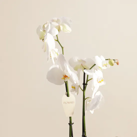 Spark White Orchid Plant