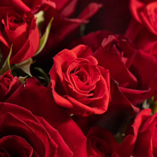 Opulent Red Roses Vase