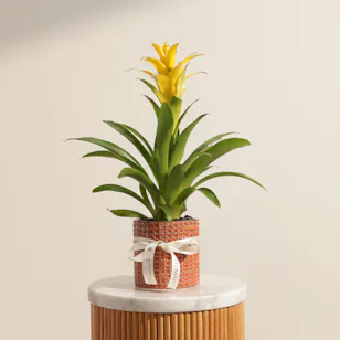 Cheerful Yellow Guzmania Plant Cheerful Yellow Guzmania Plant