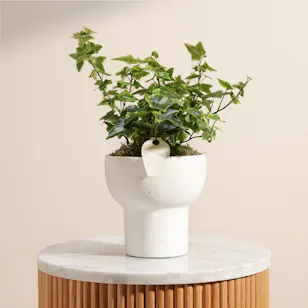 Unique Hedera Helix Plant