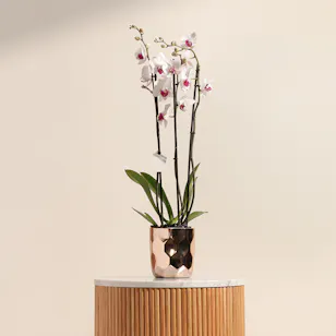 Eternal Love | White Orchid Plant