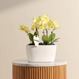 Double Small Yellow Phalaenopsis Plants Double Small Yellow Phalaenopsis Plants