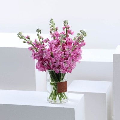 10 Fuchsia Matthiola | Glass Vase