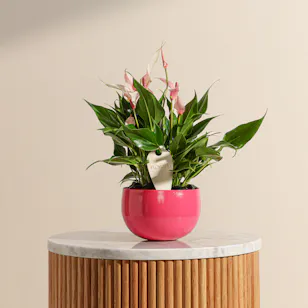 Cute Pink Anthurium Plant