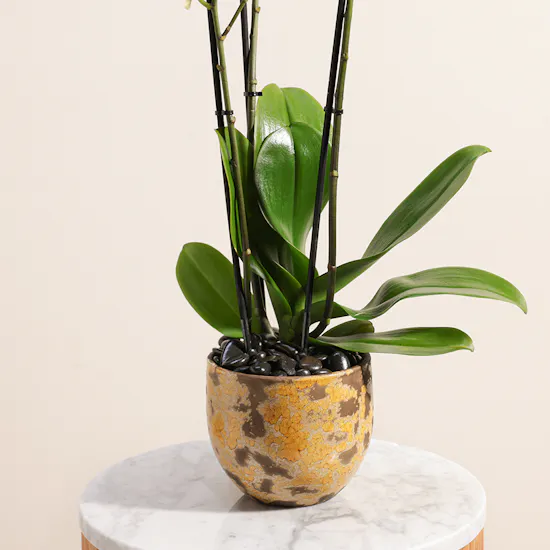 Light Yellow | Orchid Plant
