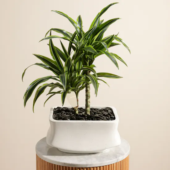 Classic Dracaena Lemon Lime Plant