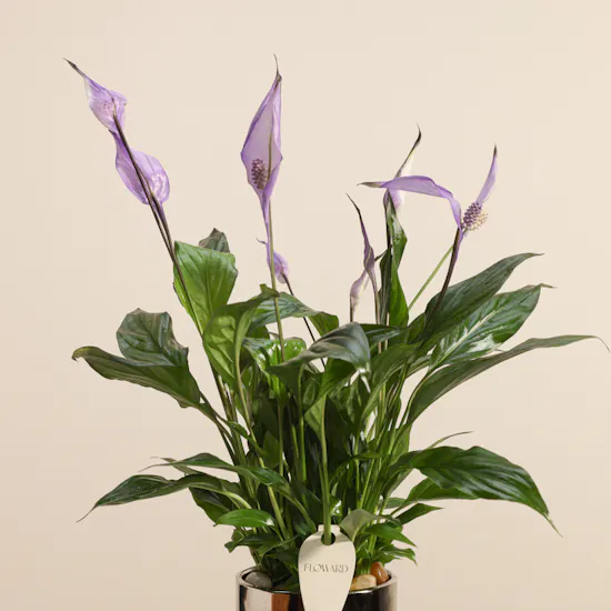Royal Purple Spathiphyllum Plant