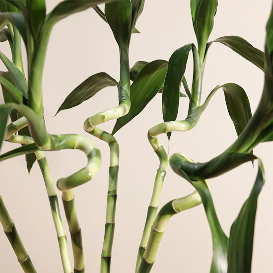 Bamboo Plant Vase