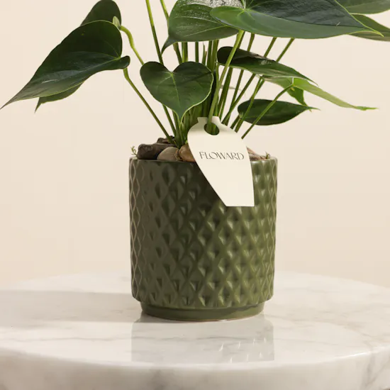 Elegant Light Green Anthurium Plant