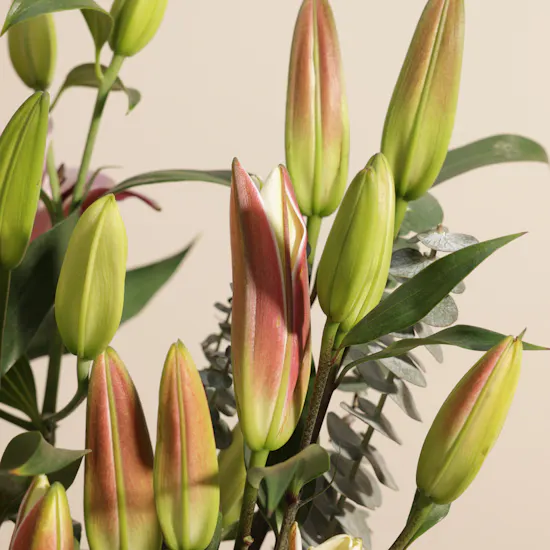 Serenity Pink and White Lily Box