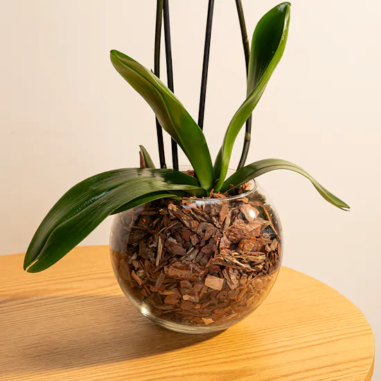 White Orchid Plant | Glass Pot