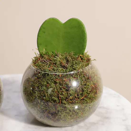 Forever Love Duo Plants