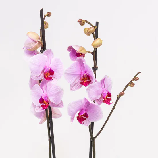 PinkSingle Orchid | Fishbowl Glass Pot