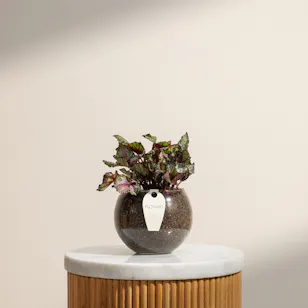 Warm Begonia Rex Plant Warm Begonia Rex Plant