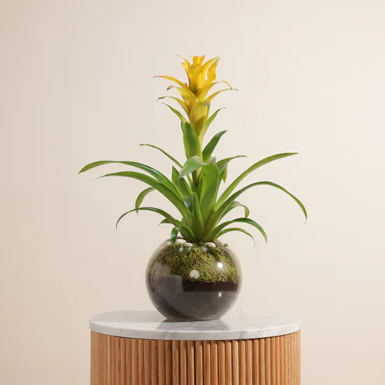 The Yellow Guzmania Diana