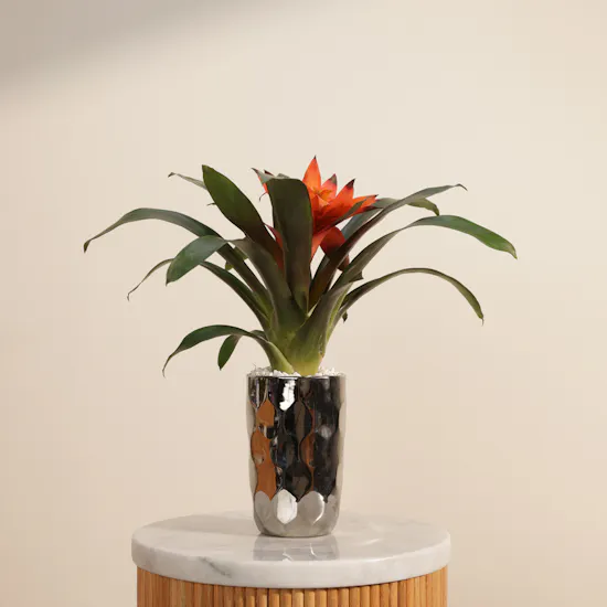 Orange Guzmania Plant