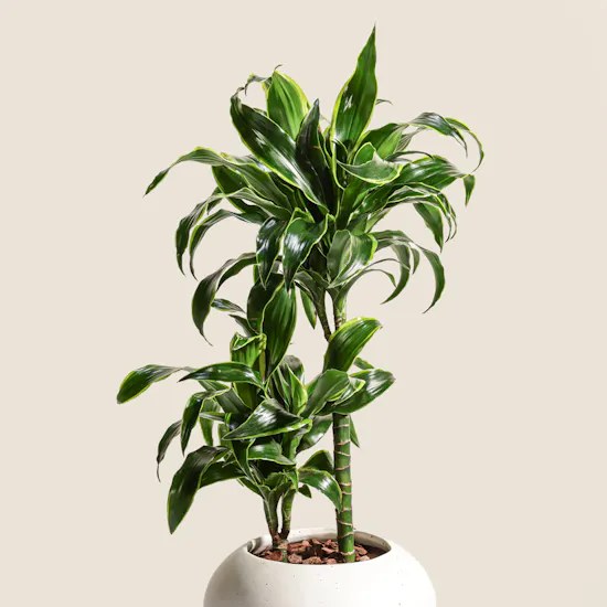 Genlte Dracaena Dorado Plant