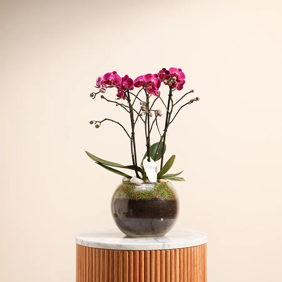 Purple Princess Orchid  1