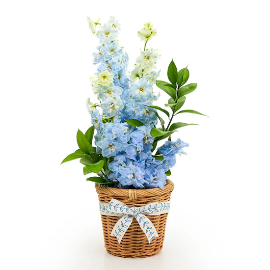 Cozy Bunny Blue Basket | Flowers