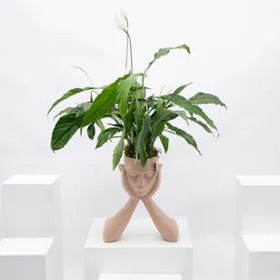 Spathiphyllum Sweet Rocco Plant | Sculpture Pot 