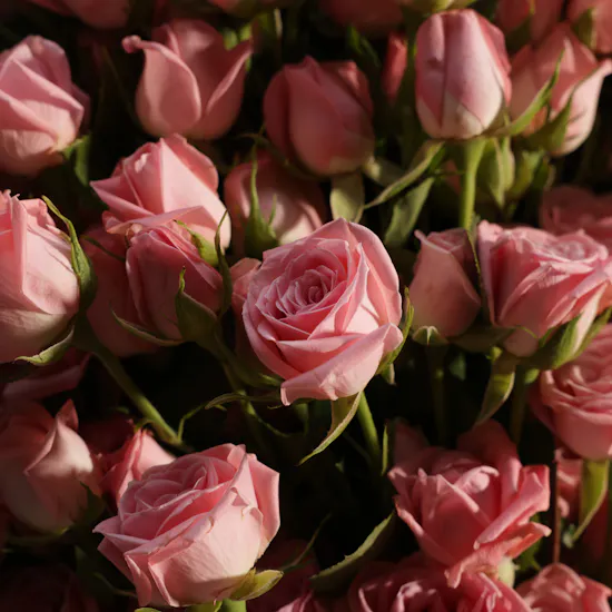 Heartfelt in Pink Baby Rose Bouquet | 50 Roses